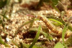 Pipe fish seen on a muck dive off Lion Island, Coral Sea,... by Jerry Hamberg 